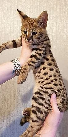Mám k adopci 6 krásných koťátek Savannah.